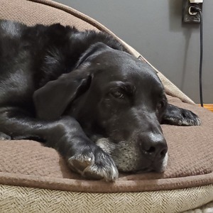 Fundraising Page: Karen Schofield